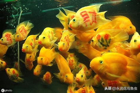 血鸚鵡混養金魚|血鸚鵡魚品種及飼養介紹